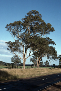 APII jpeg image of Eucalyptus melliodora  © contact APII