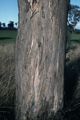 APII jpeg image of Eucalyptus melliodora  © contact APII