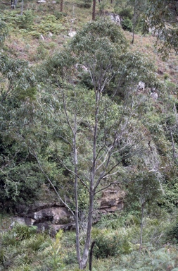 APII jpeg image of Eucalyptus michaeliana  © contact APII