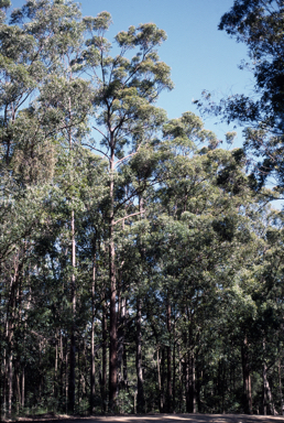 APII jpeg image of Eucalyptus microcorys  © contact APII