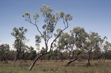 APII jpeg image of Eucalyptus microtheca  © contact APII