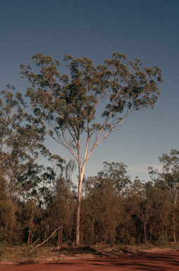 APII jpeg image of Eucalyptus moluccana  © contact APII