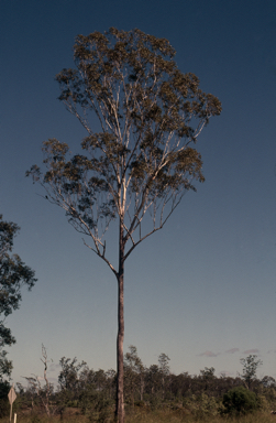 APII jpeg image of Eucalyptus moluccana  © contact APII