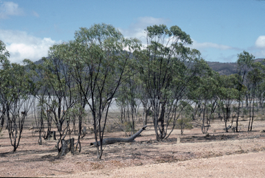 APII jpeg image of Eucalyptus tardecidens  © contact APII