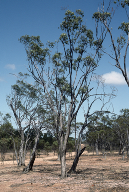 APII jpeg image of Eucalyptus tardecidens  © contact APII