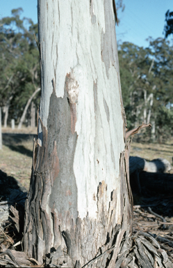 APII jpeg image of Eucalyptus nobilis  © contact APII