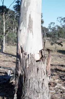 APII jpeg image of Eucalyptus nobilis  © contact APII