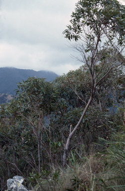 APII jpeg image of Eucalyptus notabilis  © contact APII