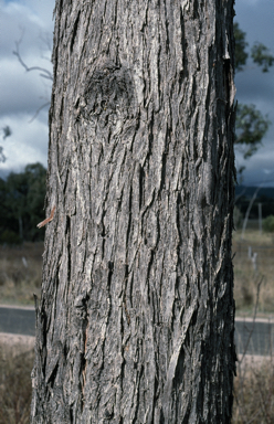 APII jpeg image of Eucalyptus nova-anglica  © contact APII