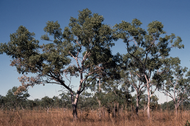 APII jpeg image of Eucalyptus oligantha  © contact APII