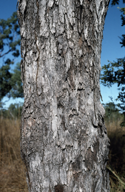 APII jpeg image of Eucalyptus oligantha  © contact APII