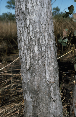 APII jpeg image of Eucalyptus oligantha  © contact APII