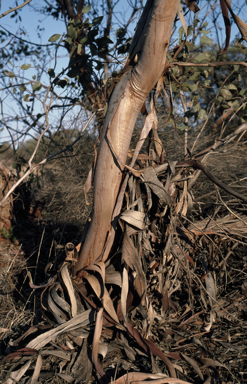 APII jpeg image of Eucalyptus oxymitra  © contact APII
