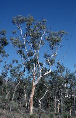 APII jpeg image of Eucalyptus pachycalyx  © contact APII