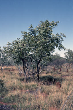 APII jpeg image of Corymbia pachycarpa  © contact APII