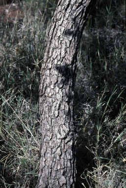 APII jpeg image of Corymbia pachycarpa  © contact APII