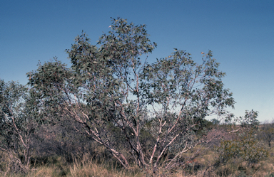 APII jpeg image of Eucalyptus pachyphylla  © contact APII