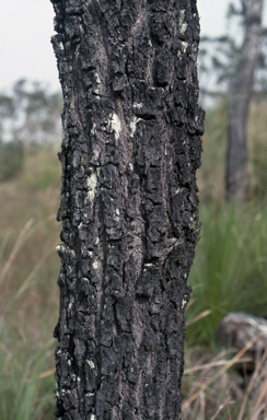 APII jpeg image of Eucalyptus paedoglauca  © contact APII