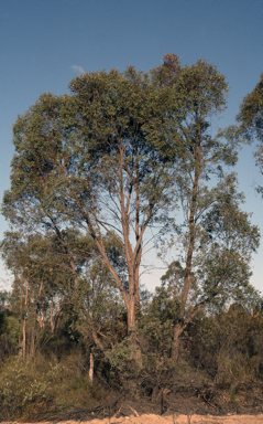 APII jpeg image of Eucalyptus panda  © contact APII