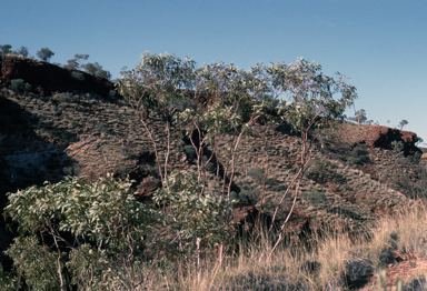 APII jpeg image of Eucalyptus pilbarensis  © contact APII