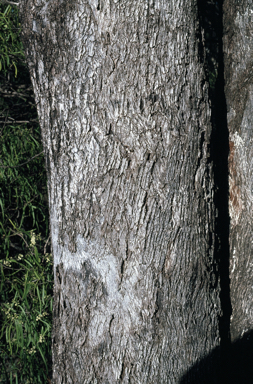 APII jpeg image of Eucalyptus pilligaensis  © contact APII