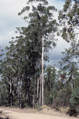 APII jpeg image of Eucalyptus pilularis  © contact APII