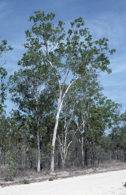 APII jpeg image of Eucalyptus platyphylla  © contact APII