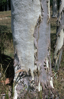 APII jpeg image of Eucalyptus platyphylla  © contact APII