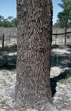 APII jpeg image of Corymbia plena  © contact APII