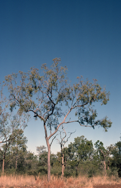 APII jpeg image of Corymbia polycarpa  © contact APII