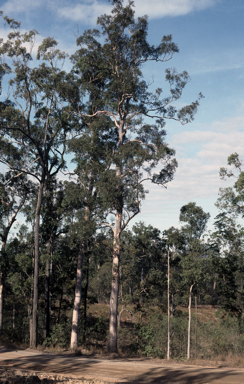 APII jpeg image of Eucalyptus propinqua  © contact APII