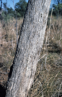 APII jpeg image of Eucalyptus pruinosa  © contact APII
