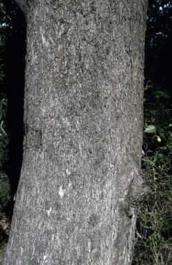 APII jpeg image of Eucalyptus quadrangulata  © contact APII