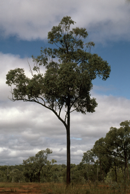 APII jpeg image of Eucalyptus quadricostata  © contact APII