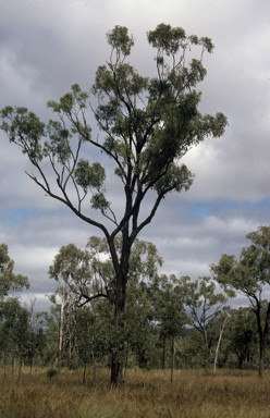 APII jpeg image of Eucalyptus quadricostata  © contact APII