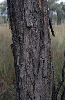 APII jpeg image of Eucalyptus quadricostata  © contact APII