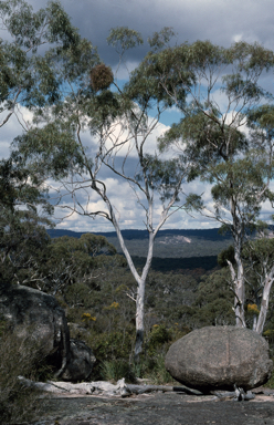 APII jpeg image of Eucalyptus scoparia  © contact APII