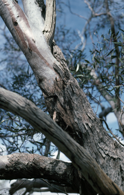 APII jpeg image of Eucalyptus semota  © contact APII