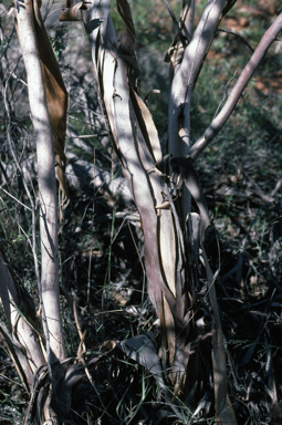 APII jpeg image of Eucalyptus sessilis  © contact APII