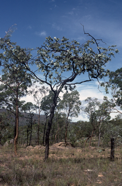 APII jpeg image of Eucalyptus shirleyi  © contact APII