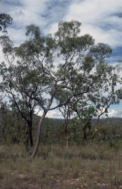 APII jpeg image of Corymbia stockeri  © contact APII