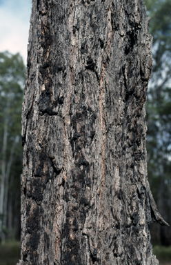 APII jpeg image of Eucalyptus taurina  © contact APII