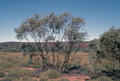 APII jpeg image of Eucalyptus trivalva  © contact APII