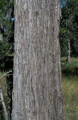 APII jpeg image of Eucalyptus umbra  © contact APII