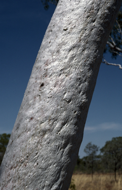 APII jpeg image of Eucalyptus umbrawarrensis  © contact APII