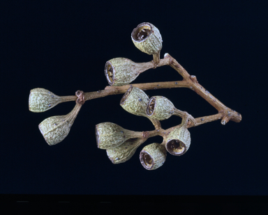 APII jpeg image of Eucalyptus xerothermica  © contact APII