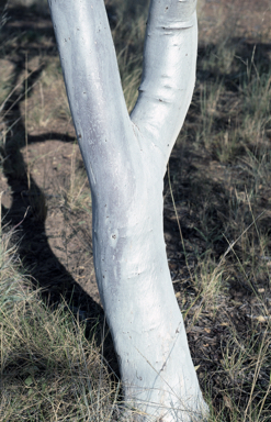APII jpeg image of Eucalyptus leucophloia subsp. euroa  © contact APII