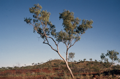 APII jpeg image of Eucalyptus leucophylla  © contact APII