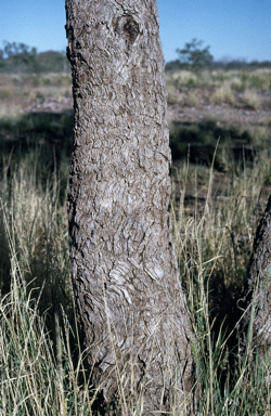 APII jpeg image of Eucalyptus leucophylla  © contact APII