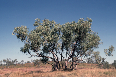 APII jpeg image of Eucalyptus limitaris  © contact APII